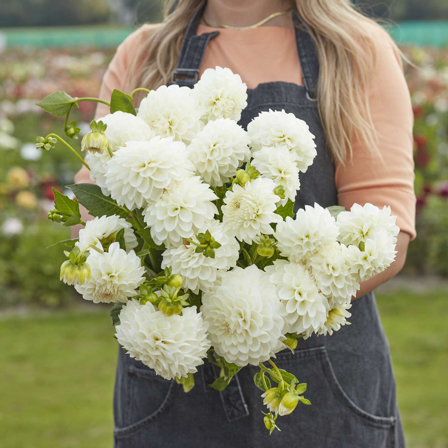 Dahlie 'Boom Boom White'
